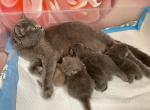 British baby - British Shorthair Cat For Sale - Brooklyn&comma; NY&comma; US