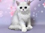 Wilma silver shaded british shorthair baby girl - British Shorthair Cat For Sale - TX&comma; US