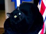 Oskar - British Shorthair Cat For Adoption - Watertown&comma; NY&comma; US