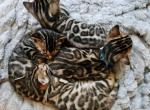 Bengal kittens Tica Registered - Bengal Kitten For Sale - Marion&comma; NY&comma; US