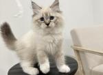 Purple Collar Siberian Girl - Siberian Cat For Sale - Rosenberg&comma; TX&comma; US