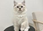 Green Collar Siberian Girl - Siberian Cat For Sale - Rosenberg&comma; TX&comma; US