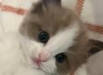 KiKi - Ragdoll Cat For Sale - Huntington Beach&comma; CA&comma; US
