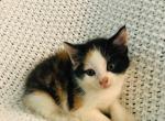 FREE Calico - Domestic Cat For Sale - New Holland&comma; PA&comma; US