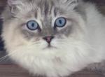 Ginger Bred Dolls - Ragdoll Kitten For Sale - Winchester&comma; VA&comma; US