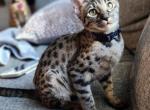F3 miss pink - Savannah Cat For Sale - Lakeland&comma; FL&comma; US