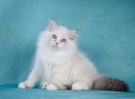 Cupid - Siberian Cat For Sale - Pembroke Pines&comma; FL&comma; US