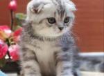 Tiger silver butterfly marble tabby baby boy - Scottish Fold Kitten For Sale - Los Angeles&comma; CA&comma; US
