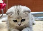 Tihon silver classic tabby marble scottish fold - Scottish Fold Cat For Sale - Los Angeles&comma; CA&comma; US