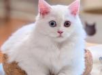 Fluffy Fuffy Olly - Scottish Straight Cat For Sale - Boston&comma; MA&comma; US