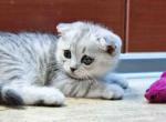 Teddy silver leopard scottish fold spotted tabby - Scottish Fold Cat For Sale - Los Angeles&comma; CA&comma; US