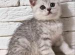 Tomas silver leopard tabby scottish straight - Scottish Straight Cat For Sale - Los Angeles&comma; CA&comma; US