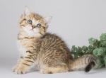 Dufour golden leopard tabby scottish straight - Scottish Straight Cat For Sale - Los Angeles&comma; CA&comma; US