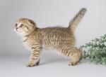 Zamcha golden leopard scottish fold tabby - Scottish Fold Cat For Sale - Los Angeles&comma; CA&comma; US