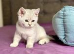 Doby scottish straight silver shaded chinchilla - Scottish Straight Kitten For Sale - Los Angeles&comma; CA&comma; US