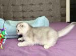 Dax scottish fold blue silver ticked chinchilla - Scottish Fold Cat For Sale - Los Angeles&comma; CA&comma; US