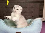 Dash scottish fold black silver shaded chinchilla - Scottish Fold Cat For Sale - Los Angeles&comma; CA&comma; US