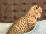Duke golden leopard scottish fold tabby - Scottish Fold Cat For Sale - Los Angeles&comma; CA&comma; US