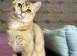Cleo scottish straight golden shaded chinchilla - Scottish Straight Cat For Sale - Los Angeles&comma; CA&comma; US