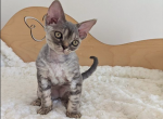 Marsel - Devon Rex Cat For Sale - CA&comma; US