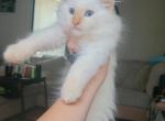 Ragdoll Flame Point Baby - Ragdoll Cat For Sale - Eau Claire&comma; WI&comma; US