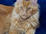 Afina - Maine Coon Cat For Sale - Brooklyn&comma; NY&comma; US