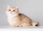Sierra Madre - Munchkin Cat For Sale - Pembroke Pines&comma; FL&comma; US
