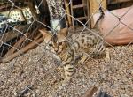 Majestic Summer Bengal Kitten - Bengal Cat For Sale - VA&comma; US
