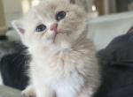 Pandora - British Shorthair Cat For Sale - Jacksonville&comma; FL&comma; US