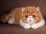Garfild - Exotic Cat For Sale - Norwalk&comma; CT&comma; US