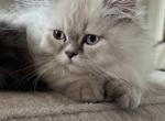 Male Blue Cream Point Doll Face Persian - Persian Cat For Sale - River Falls&comma; WI&comma; US