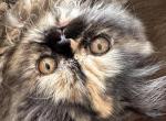 Female Tortoiseshell Persian - Persian Cat For Sale - River Falls&comma; WI&comma; US