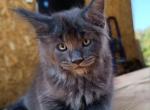 Benny - Maine Coon Cat For Sale - Hollywood&comma; FL&comma; US