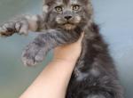 Hugo - Maine Coon Cat For Sale - Hollywood&comma; FL&comma; US