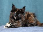 Fiffa - Maine Coon Cat For Sale - Grayslake&comma; IL&comma; US