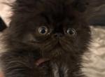 Black boy - Persian Cat For Sale - Clay&comma; PA&comma; US