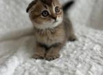 Kitty - Scottish Fold Cat For Sale - Renton&comma; WA&comma; US