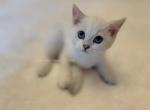 Simba - British Shorthair Cat For Sale - Portland&comma; OR&comma; US