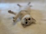 Nana - British Shorthair Cat For Sale - Portland&comma; OR&comma; US