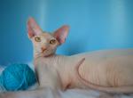 Marty - Sphynx Cat For Sale - Abington&comma; PA&comma; US