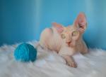 Colin - Sphynx Cat For Sale - Abington&comma; PA&comma; US