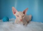 Damian Odd Eyed - Sphynx Cat For Sale - Abington&comma; PA&comma; US
