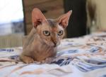 CLEOPATRA - Sphynx Cat For Sale - Abington&comma; PA&comma; US
