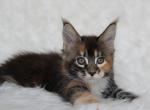 Paprica - Maine Coon Cat For Sale - 