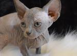 Kitten blue - Sphynx Cat For Sale - Abington&comma; PA&comma; US