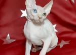Jessica - Sphynx Cat For Sale - Pembroke Pines&comma; FL&comma; US