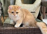 Lucky - British Shorthair Cat For Sale - FL&comma; US