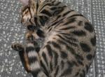 Fae - Bengal Cat For Sale - Oklahoma City&comma; OK&comma; US