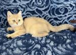 Leo - British Shorthair Cat For Sale - Renton&comma; WA&comma; US