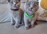 Scottish cuties - Scottish Straight Cat For Sale - Sacramento&comma; CA&comma; US